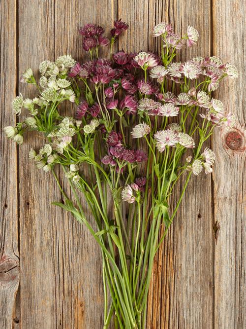 ASTRANTIAS  2-3 ASSORTED COLOR NOVELTY FLOWERS